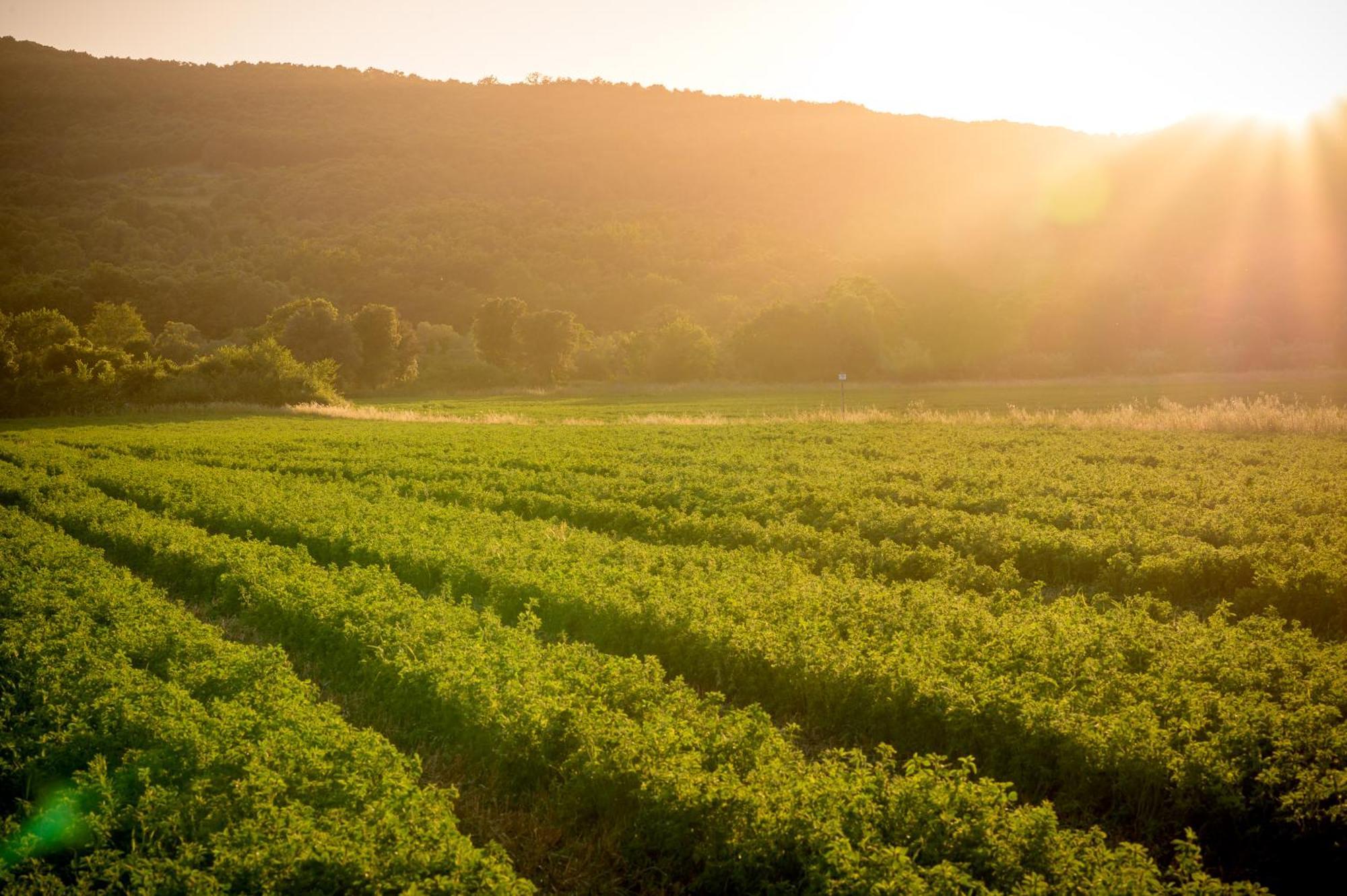 Tenuta Il Cicalino Massa Marittima Εξωτερικό φωτογραφία